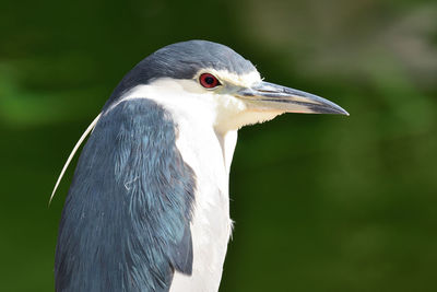 Close up of a black crowned night heron