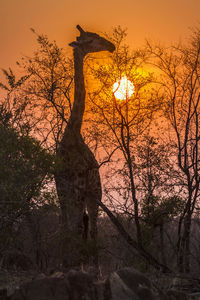 Silhouette bare tree during sunset