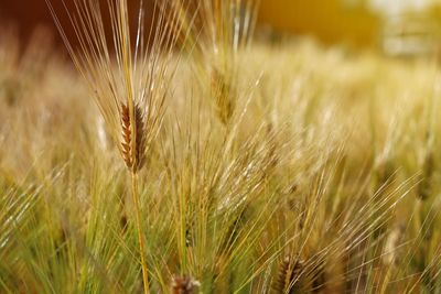 Close-up of wheat growing on field