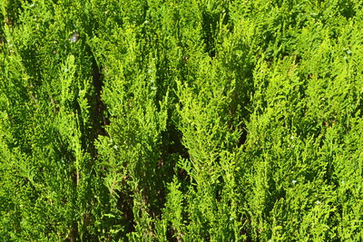 Full frame of tree