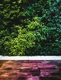 Plants growing on tree