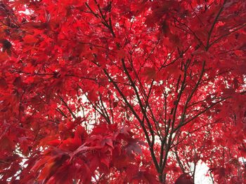 Low angle view of tree branches