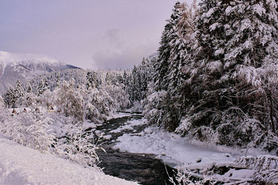 Snow covered plants by trees against sky