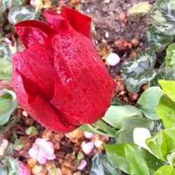 Close-up of red rose