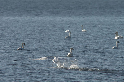 Swans swimming in lake