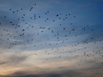 Low angle view of birds flying in sky