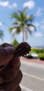 Close-up of hand holding pine cone against sky