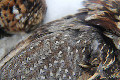 Close-up of dried bird on dry leaves