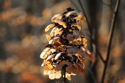 Close-up of wilted plant against blurred background