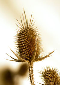 Close-up of thistle against clear sky