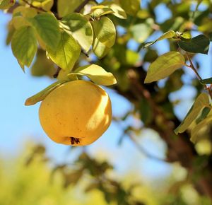 Close-up low angle view of fruits on tree