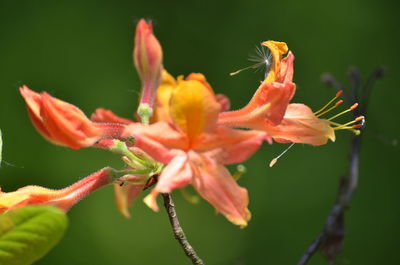 Close-up of pink flower