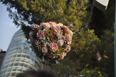 Close-up of wilted flower tree