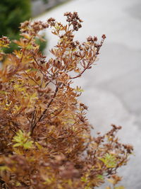 Close-up of flower tree against sky