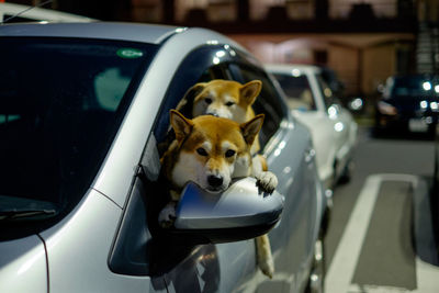 Portrait of shiba inu dogs traveling in car
