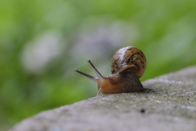 Close-up of snail on retaining wall