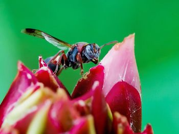 Close-up of insect pollinating on flower