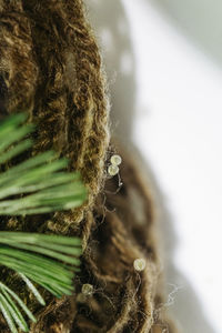 Close-up of rope on table