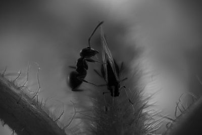 Close-up of insect on plant at field