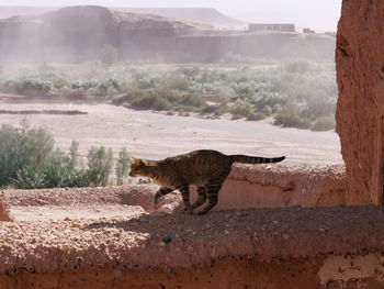 Side view of a cat on a mountain