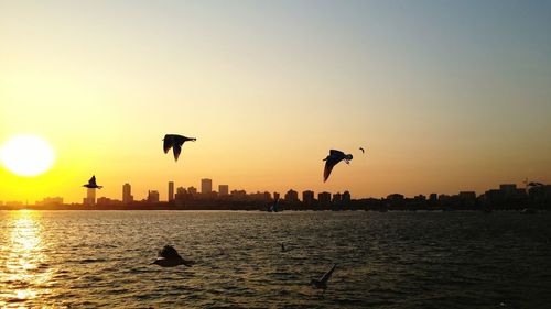 Silhouette of bird flying over sea