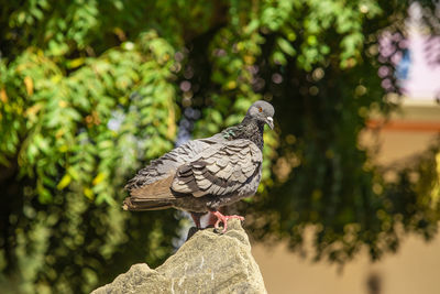 Close-up of pigeon perching on a tree