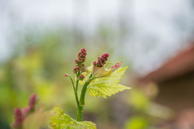 Close-up of flowering plant against blurred background