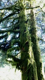 Low angle view of pine tree