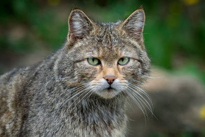 European wild cat, felis silvestris