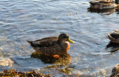 High angle view of mallard duck swimming in lake