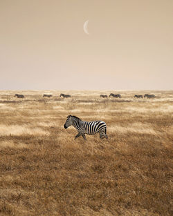 Zebra crossing in a field