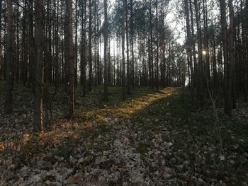 Trees growing in forest during autumn