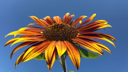 Close-up of sunflower blooming against clear sky