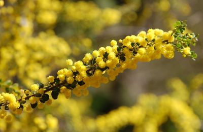 Close-up of yellow flowers