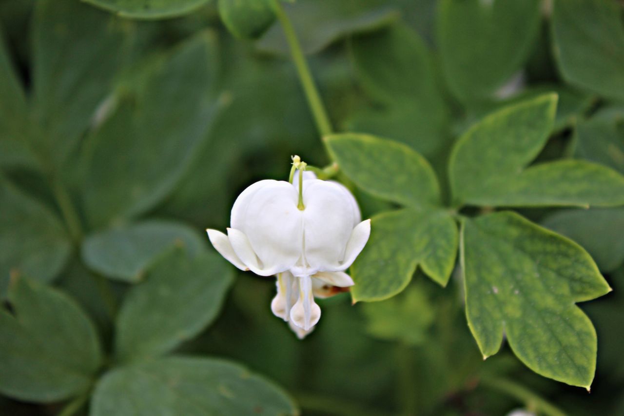 flower, petal, growth, fragility, nature, white color, beauty in nature, freshness, leaf, flower head, green color, plant, blooming, day, close-up, no people, outdoors