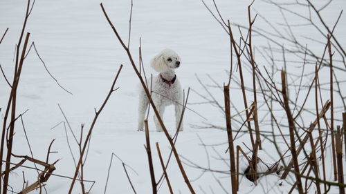 Dog looking at lake