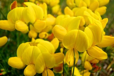 Close-up of yellow flowers