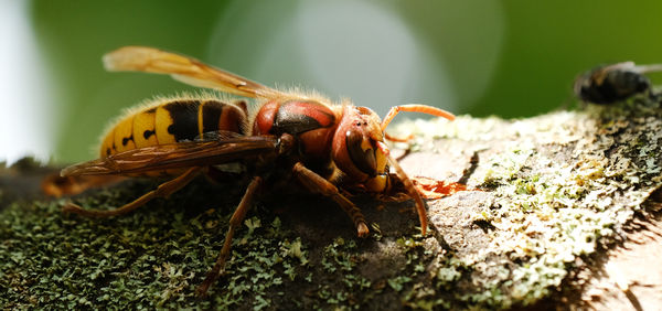 Close up of hornet on branch of a quince tree