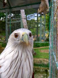 Close-up of owl perching outdoors