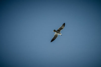 Low angle view of eagle flying against clear sky