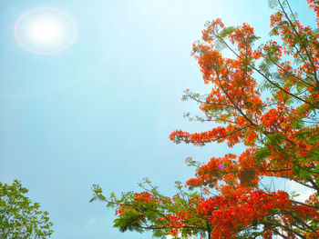 Low angle view of tree against sky during autumn