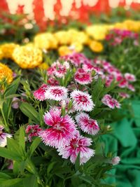 Close-up of pink flowers blooming outdoors