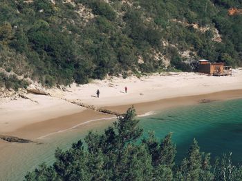 High angle view of trees on beach