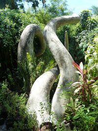 Plants growing on tree trunk