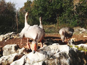 View of birds on rock