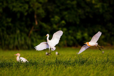 Bird flying over a field