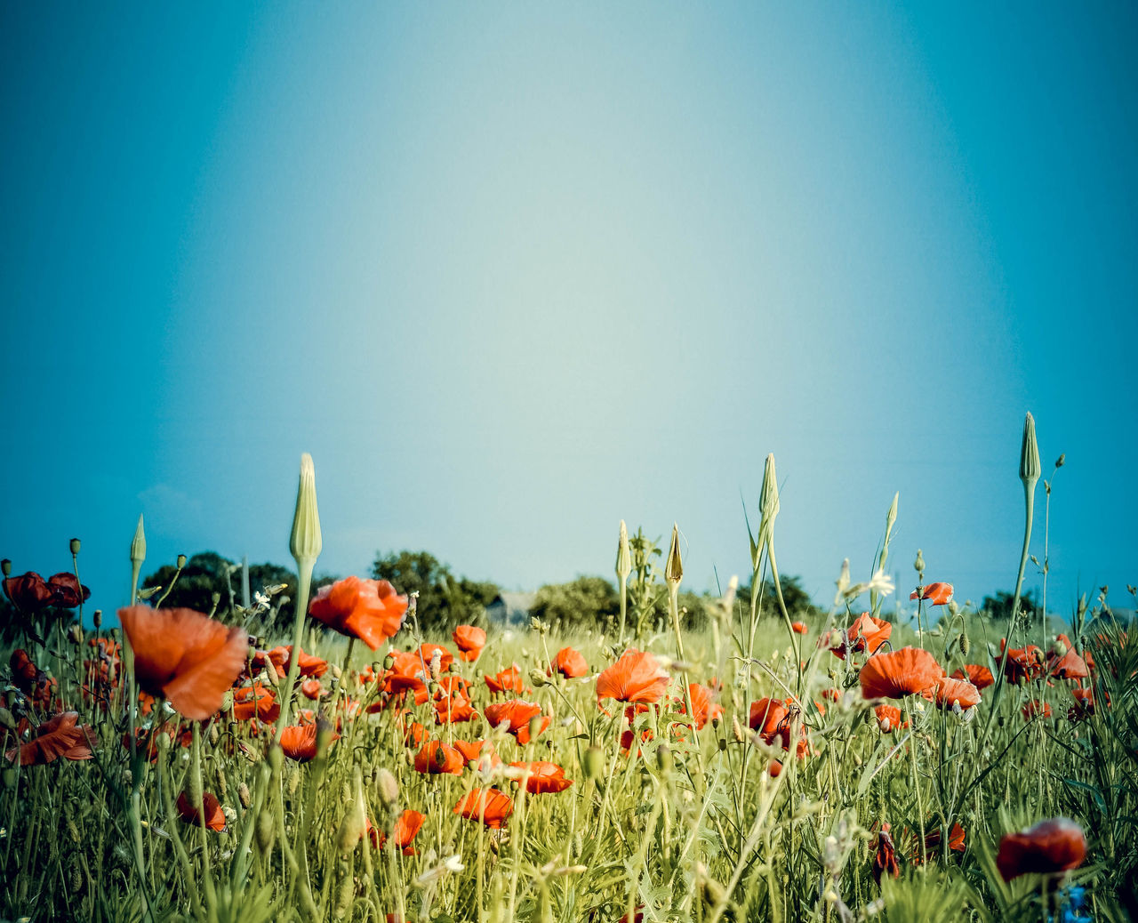 PLANTS GROWING ON FIELD AGAINST CLEAR SKY