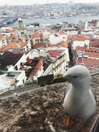 High angle view of seagull in city