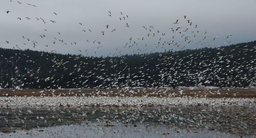 Flock of birds flying in sky