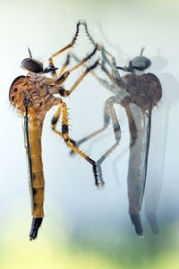 Macro shot of robber fly on glass